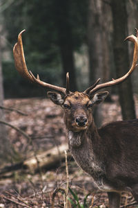 Frontal deer close up 