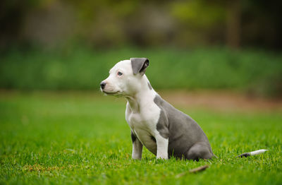 Close-up of puppy on grass