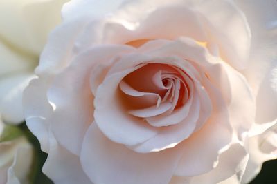 Close-up of white rose blooming outdoors