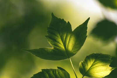 Close-up of leaves