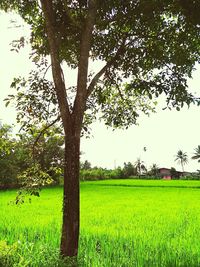 Scenic view of agricultural field against clear sky