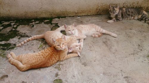 Cat lying on the ground