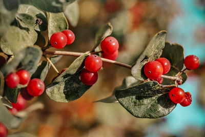 Close-up of red berries growing on tree