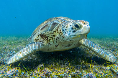 Close-up of turtle swimming in sea