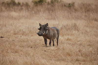 Horse standing on field