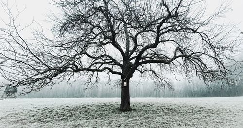 Bare tree on snow covered field against sky