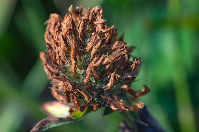 Close-up of plant on tree trunk