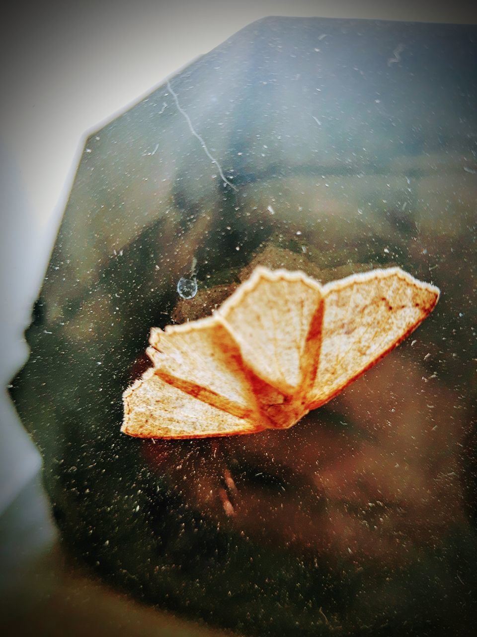 CLOSE-UP OF WET LEAF ON ICE