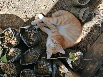 High angle view of cat on field