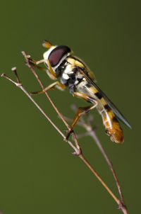 Close-up of insect on plant