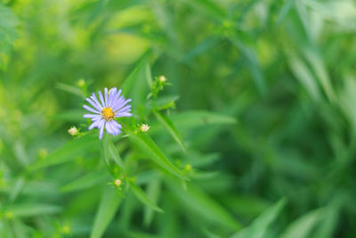 Close-up of purple flower