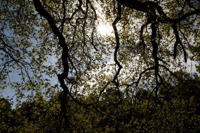 Low angle view of trees against sky