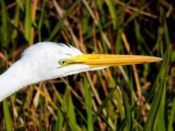 Close-up of bird