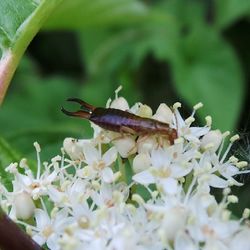 Close-up of insect on white flower
