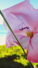 Close-up of pink flower against sky