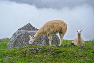 Sheep in a field