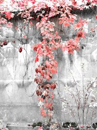 Red leaves on tree against wall