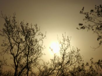 Low angle view of trees against sky at sunset