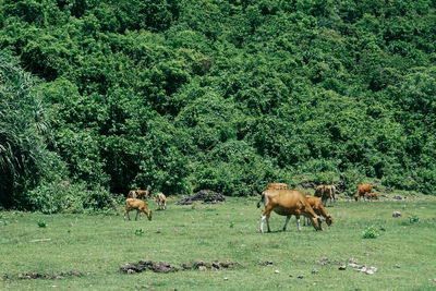 View of a cow on field