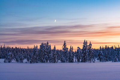 Pine trees on snowy field against sky during sunset