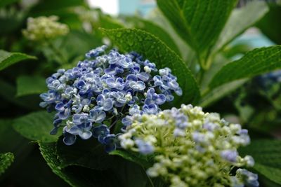 Close-up of purple flowers