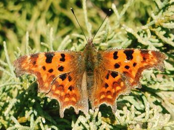 Close-up of butterfly on plant