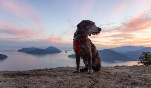 Dog looking at mountains against sky during sunset