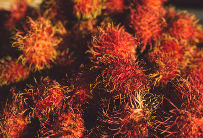 Close-up of rambutans