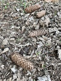 High angle view of a pine cone on field