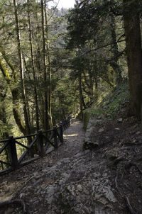 Trees in forest