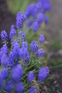 Close-up of purple flowering plants on field