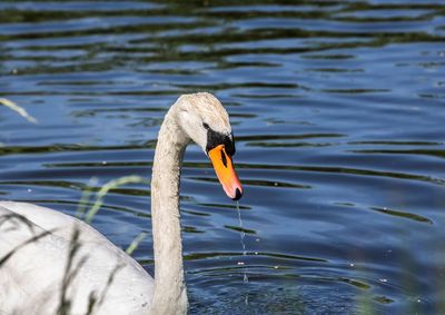 Swan floating on lake