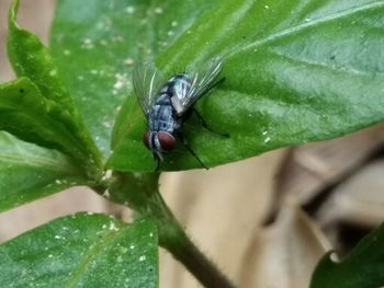 Close-up of fly on leaf