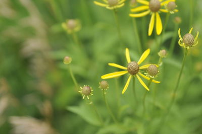 Close-up of yellow flowering plant