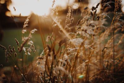 Close-up of stalks in field against sunset