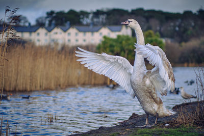 Bird flying over lake