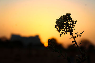 Close-up of silhouette plant against sky at sunset