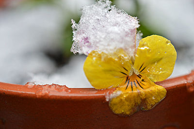 Close-up of yellow flower