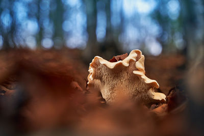 Close-up of mushroom on tree trunk