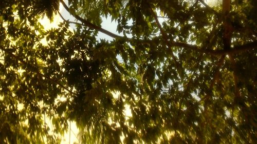 Low angle view of trees