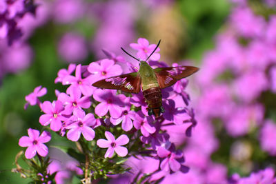 Close-up of butterfly pollinating on pink flower