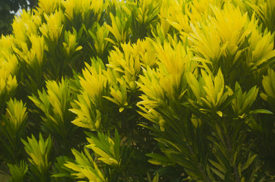 Close-up of yellow flowers growing in field