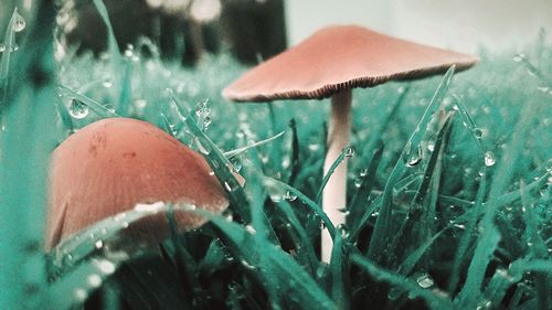 Close-up of mushroom