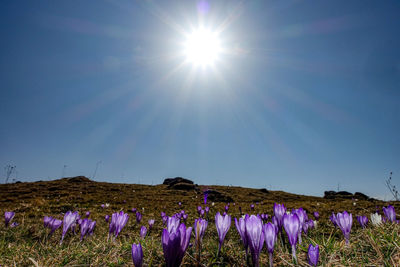 Purple flowering plants on field against sky on sunny day