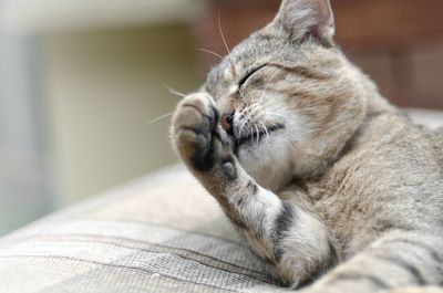 Close-up of cat sleeping on bed at home