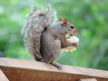 Low angle view of squirrel holding food on railing