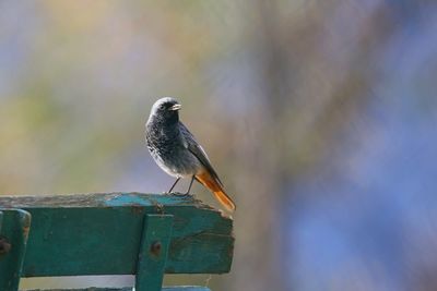 Close-up of bird perching on wood