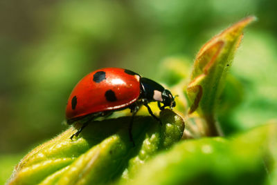 Close-up of ladybug on leaf