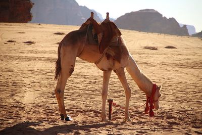 Horse standing in a field