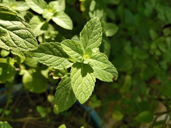 Close-up of fresh green leaves